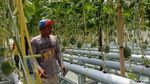 Melon Hidroponik Jadi Wisata Edukasi Baru di Kota Probolinggo