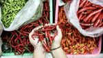 Cabai Rawit Merah Makin Pedas, Harga Tembus Rp91 Ribu