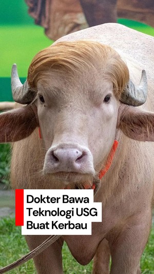 Video: Dokter Hewan Ini Bawa Teknologi USG ke Peternakan Kerbau Toraja