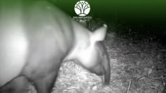 Dua ekor tapir terekam kamera jebak di Mesuji, Lampung.