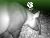 Menggemaskan! 2 Ekor Tapir Terekam Kamera Trap di Mesuji Lampung