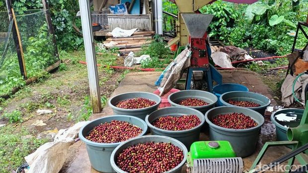 Kopi Ciremai Kuningan. Kopi Ciremai Kuningan.