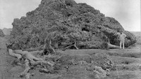 Letusan Krakatau 1883 Langsung Viral di Dunia, Kok Bisa?