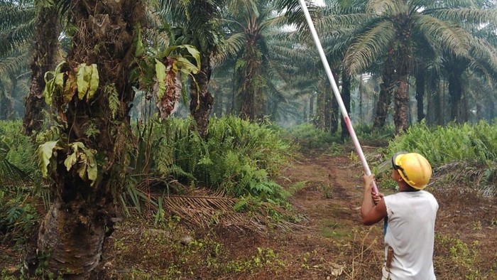 Pekerja sawit di Kalimantan Barat terpapar asap karhutla.