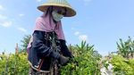 Harga Cabai Rawit Tembus Rp 24 Ribu, Petani Lumajang Sumringah