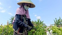 Dalam sekali panen, Rofiah bisa mendapatkan sekitar 2,5 kuintal cabai rawit. Dengan harga Rp 24 ribu per kilogram, hasil panen tersebut membuatnya bisa mengantongi pendapatan sekitar Rp 6 juta.