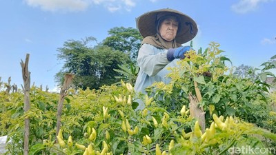 Harga Cabai Rawit Tembus Rp 24 Ribu, Petani Lumajang Sumringah
