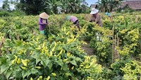 Salah satunya Rofiah, petani cabai warga Desa Sukorejo. Ia memanen cabai rawit hijau di lahan seluas 250 meter persegi.