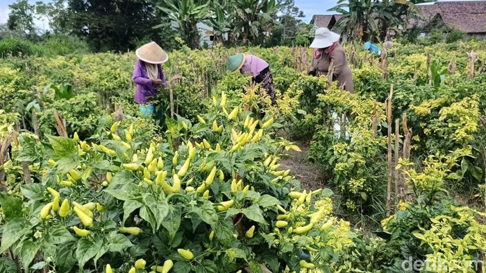 Petani cabe Lumajang