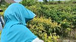 Harga Cabai Rawit Tembus Rp 24 Ribu, Petani Lumajang Sumringah