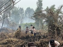 Polisi Usut Pembuka Lahan di Siak, 2 Alat Berat Disita dari Lokasi Karhutla