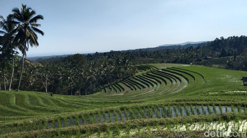 Sebanyak 5.000 hektare lahan sawah di Kabupaten Tabanan mendapat perlindungan Asuransi Usaha Tani Padi (AUTP) 2026.