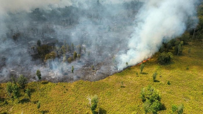 1.200 Hektare TN Tanjung Puting terbakar. (Dok TNTP)