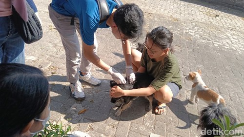 Dinas Pertanian dan Peternakan Mataram melakukan vaksinasi rabies ke sejumlah anjing, Rabu (9/9/2026).