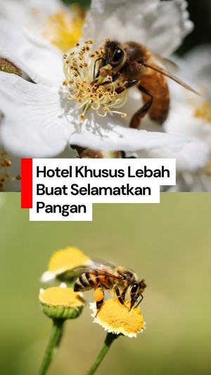 Video: Hotel Khusus Lebah, Cara Kota Ini Selamatkan Pasokan Pangan