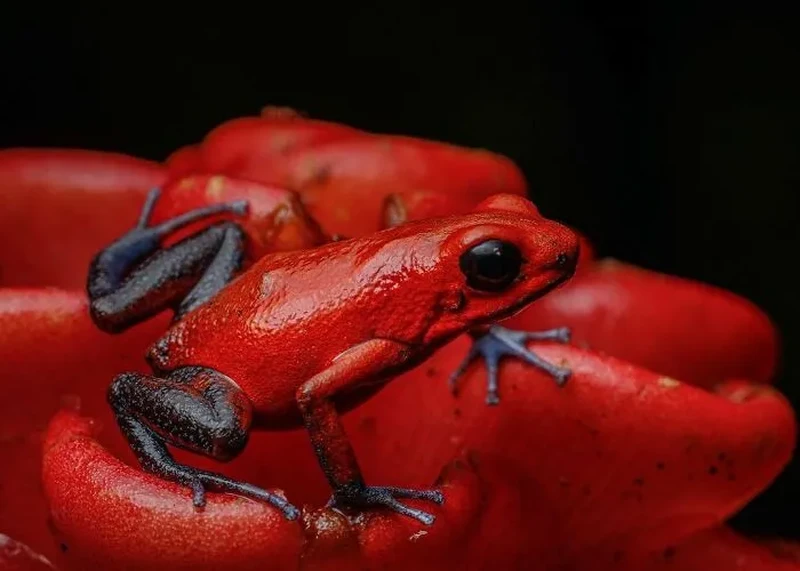 Katak Aneh dan Unik