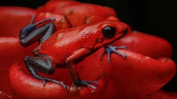 Katak Panah Beracun Stroberi Foto: via Boredpanda