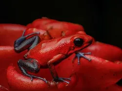 Bukan Hasil AI! Katak Aneh dan Cantik yang Belum Pernah Kamu Lihat