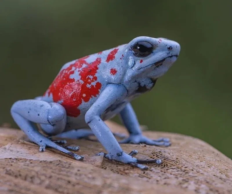 Katak Aneh dan Unik
