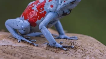 Koi Katak Panah Beracun Foto: via Boredpanda