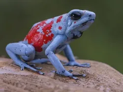 Bukan Hasil AI! Katak Aneh dan Cantik yang Belum Pernah Kamu Lihat