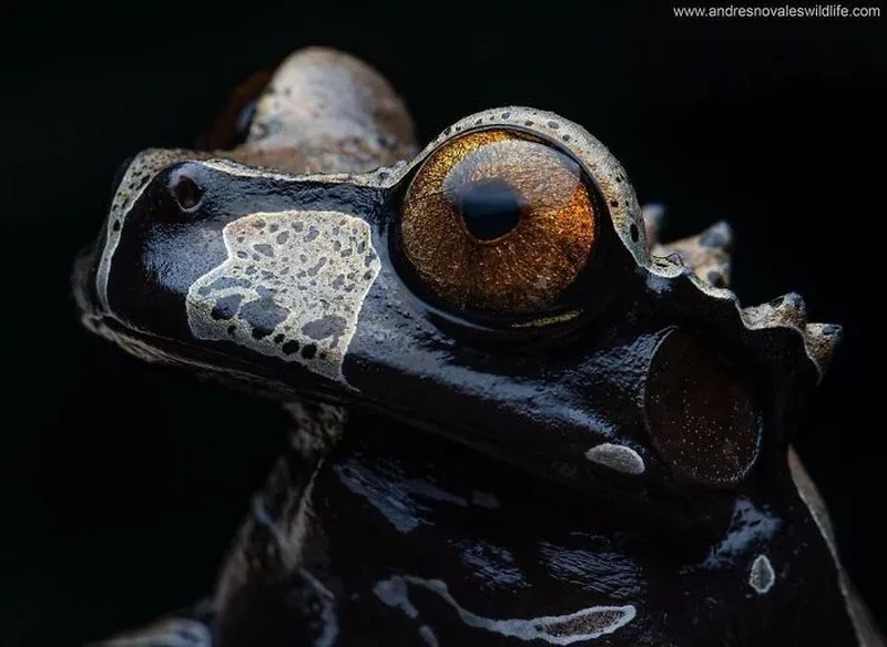 Katak Aneh dan Unik