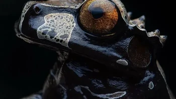 Katak Pohon Bermahkota Foto: via Boredpanda