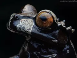 Bukan Hasil AI! Katak Aneh dan Cantik yang Belum Pernah Kamu Lihat