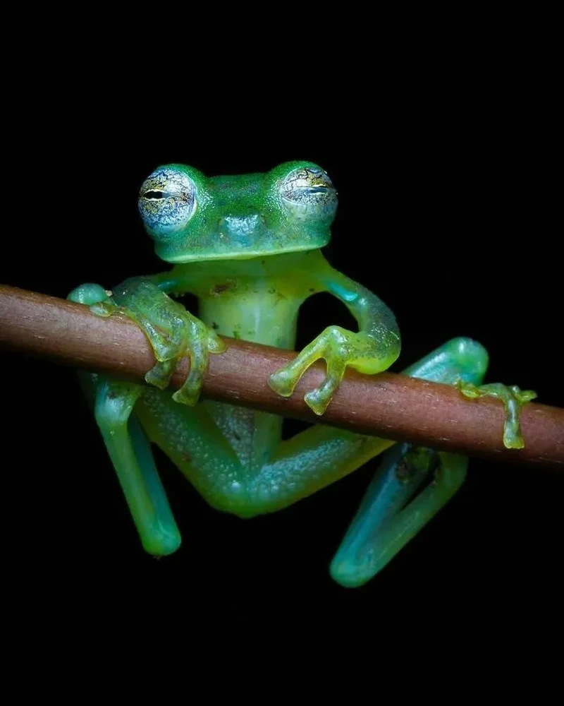 Katak Aneh dan Unik
