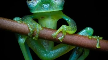 Katak Kaca Foto: via Boredpanda