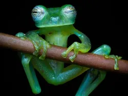 Bukan Hasil AI! Katak Aneh dan Cantik yang Belum Pernah Kamu Lihat