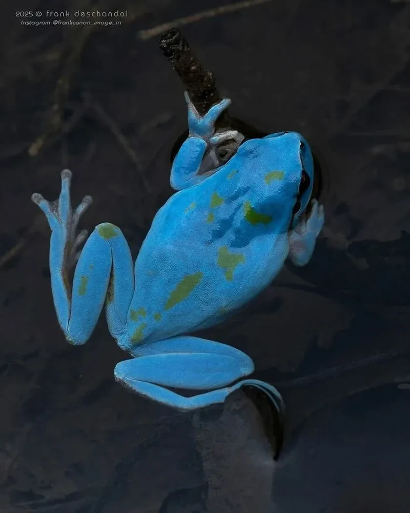 Katak Aneh dan Unik