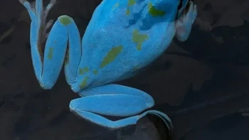 Katak Pohon Mediterania Foto: via Boredpanda