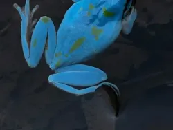 Bukan Hasil AI! Katak Aneh dan Cantik yang Belum Pernah Kamu Lihat