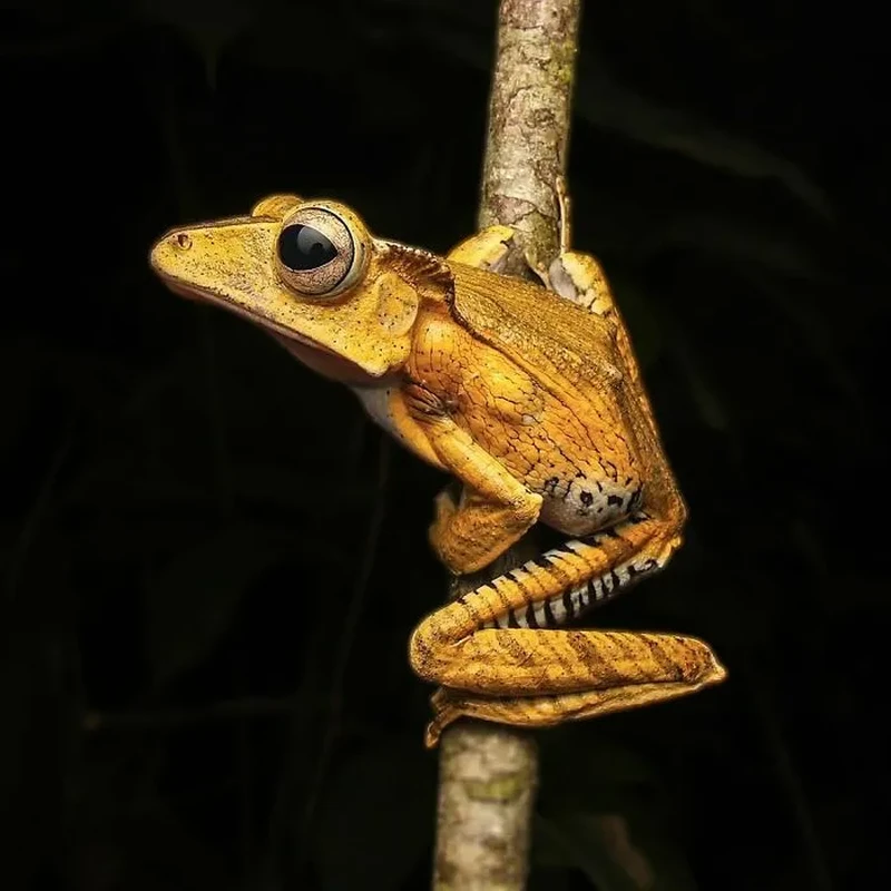 Katak Aneh dan Unik