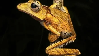 Katak Pohon Bertelinga Kikir Foto: via Boredpanda
