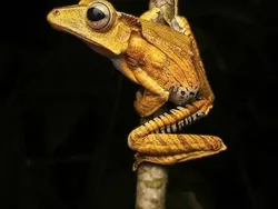 Bukan Hasil AI! Katak Aneh dan Cantik yang Belum Pernah Kamu Lihat