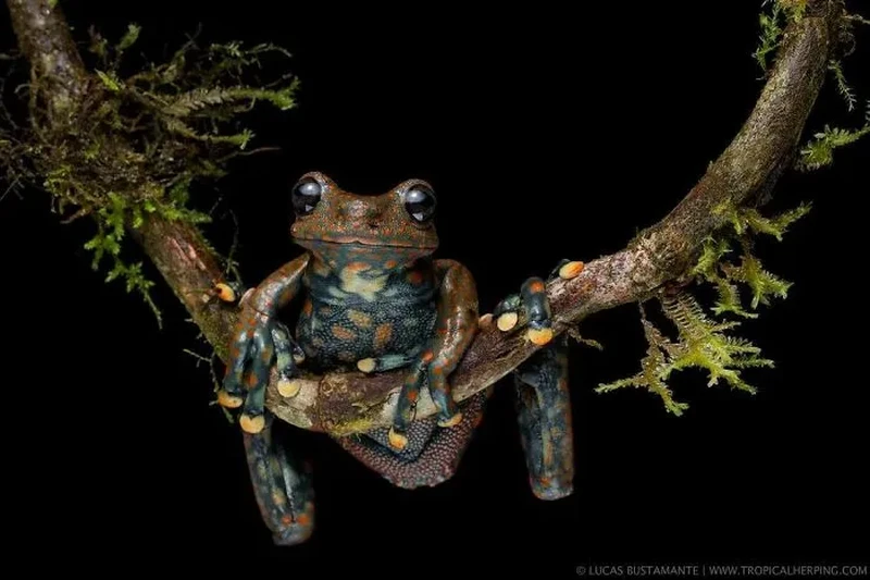 Katak Aneh dan Unik