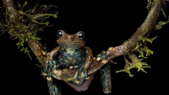 Katak Air Terjun Berbintik Foto: via Boredpanda