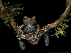 Bukan Hasil AI! Katak Aneh dan Cantik yang Belum Pernah Kamu Lihat