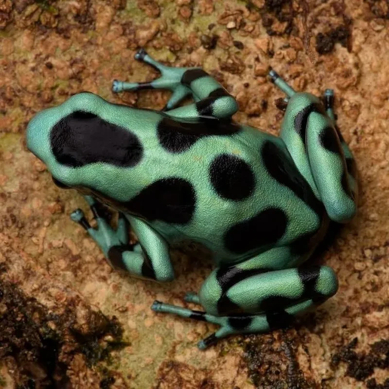 Katak Aneh dan Unik