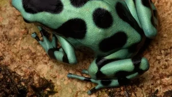 Katak Panah Beracun Hijau dan Hitam Foto: via Boredpanda