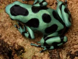 Bukan Hasil AI! Katak Aneh dan Cantik yang Belum Pernah Kamu Lihat