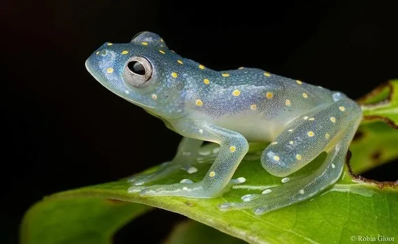 Katak Aneh dan Unik