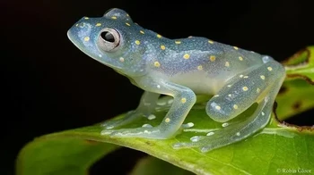Katak Kaca Foto: via Boredpanda