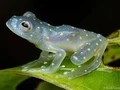 Bukan Hasil AI! Katak Aneh dan Cantik yang Belum Pernah Kamu Lihat