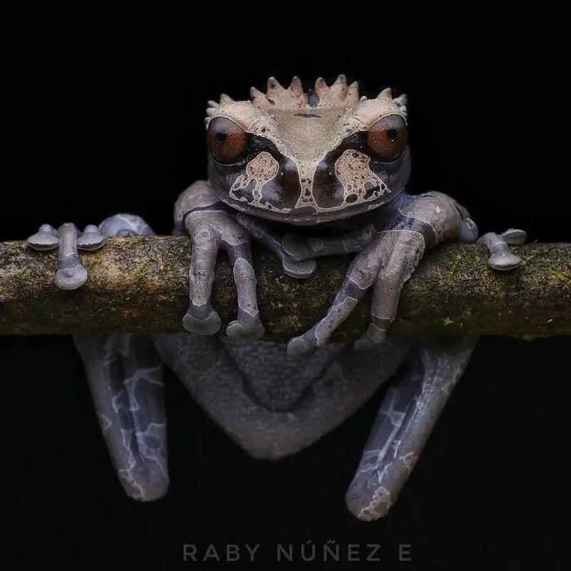 Katak Aneh dan Unik