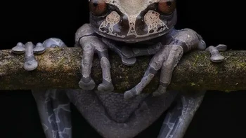 Katak Pohon Bermahkota Foto: via Boredpanda