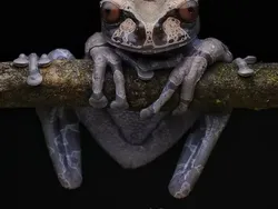 Bukan Hasil AI! Katak Aneh dan Cantik yang Belum Pernah Kamu Lihat