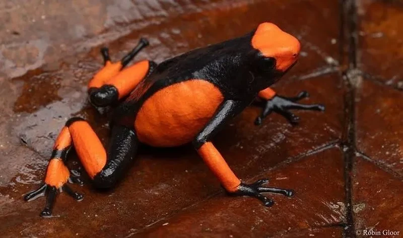 Katak Aneh dan Unik